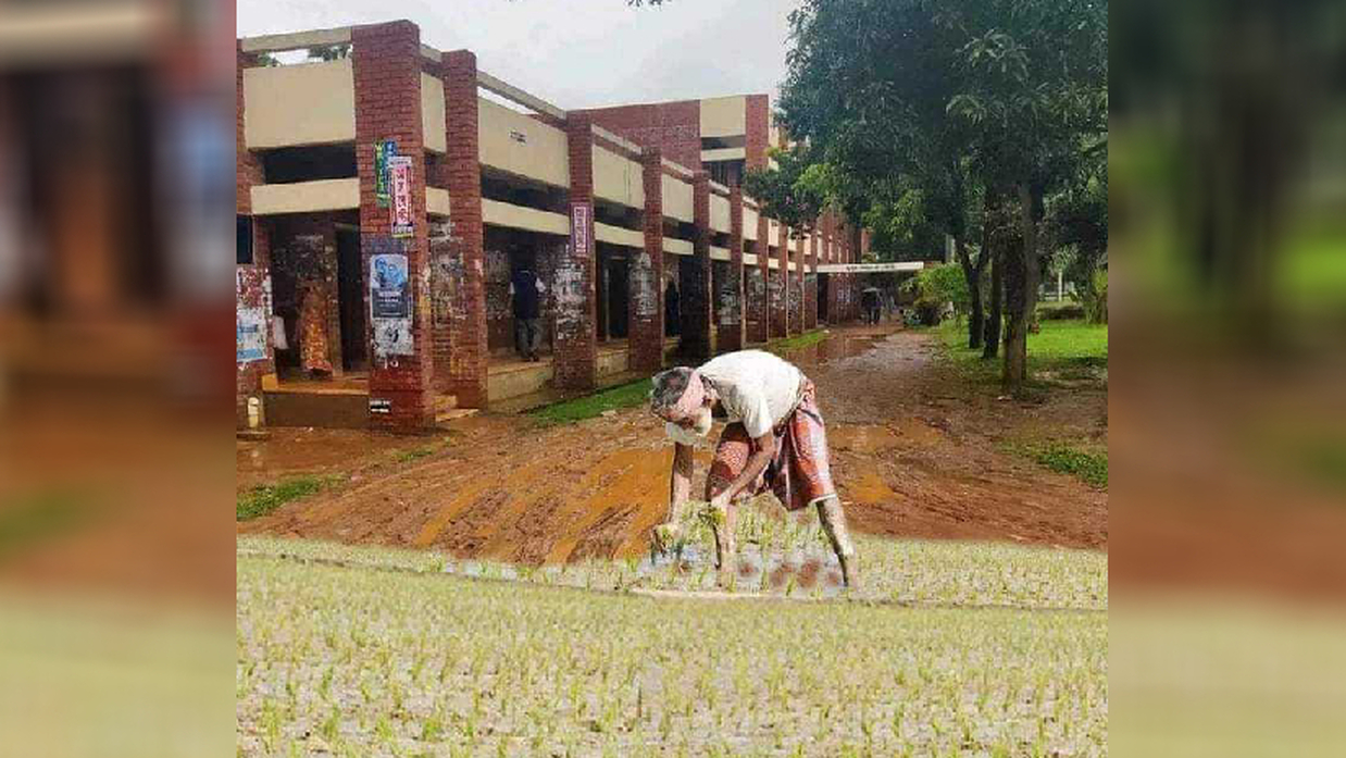 বিশ্ববিদ্যালয়ের রাস্তায় ‘ধান রোপন’ করা ছবি দিয়ে প্রতীকী প্রতিবাদ