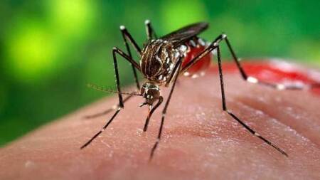 ডেঙ্গুতে একদিনে ১৯ জনের মৃত্যু