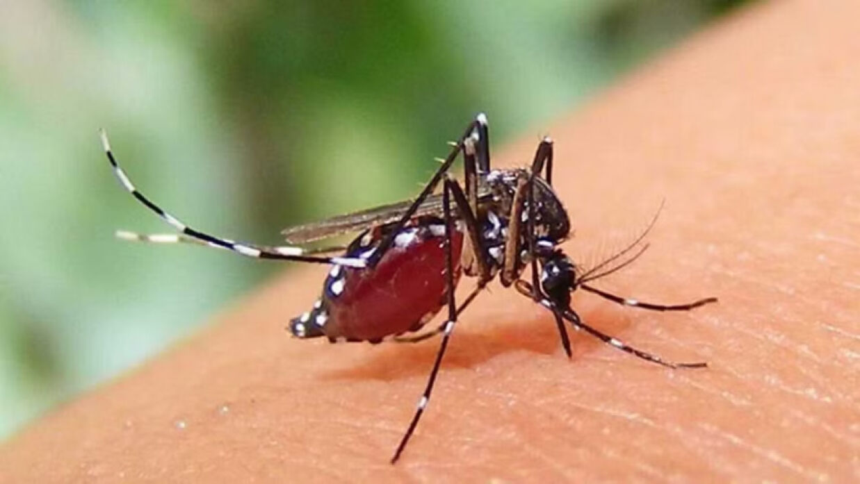 ডেঙ্গু মশা