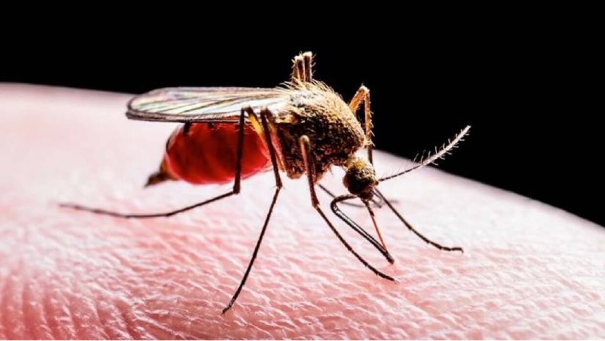 এডিস মশা কামড়ানোর কতদিন পর জ্বর আসে?