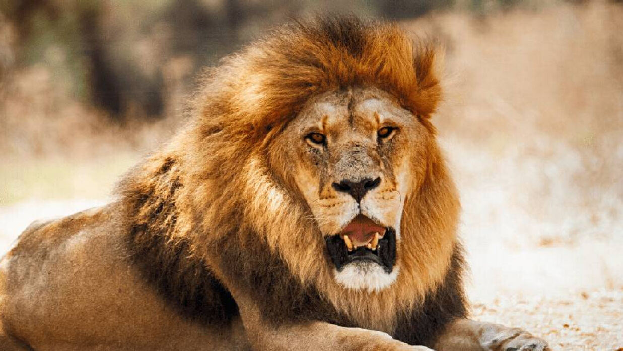 ‘সিংহের চেয়ে মানুষের কণ্ঠকে বেশি ভয় পায় বন্য প্রাণীরা’