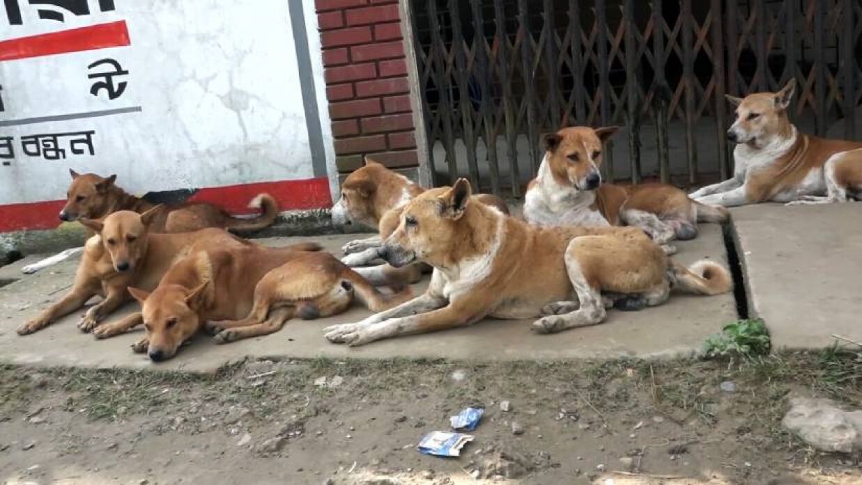 কুকুরের বংশবিস্তার নিয়ন্ত্রণে মাঠে নামছে ঢাকা দক্ষিন সিটি 