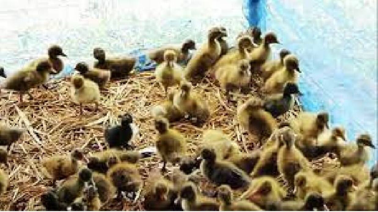 বিষপ্রয়োগে ১৪শ হাঁসের বাচ্চার মৃত্যু, কৃষকের আহাজারি