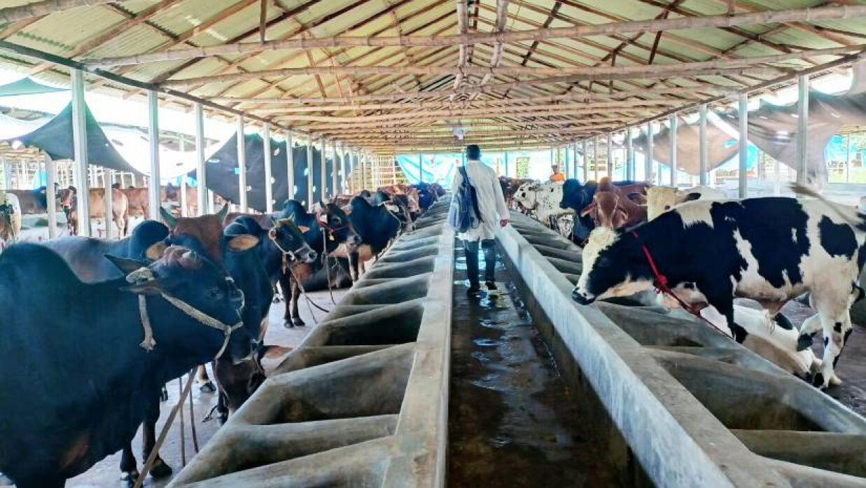 ভেটেরিনারি শিক্ষার্থীদের কৃষিখামারে একদিন