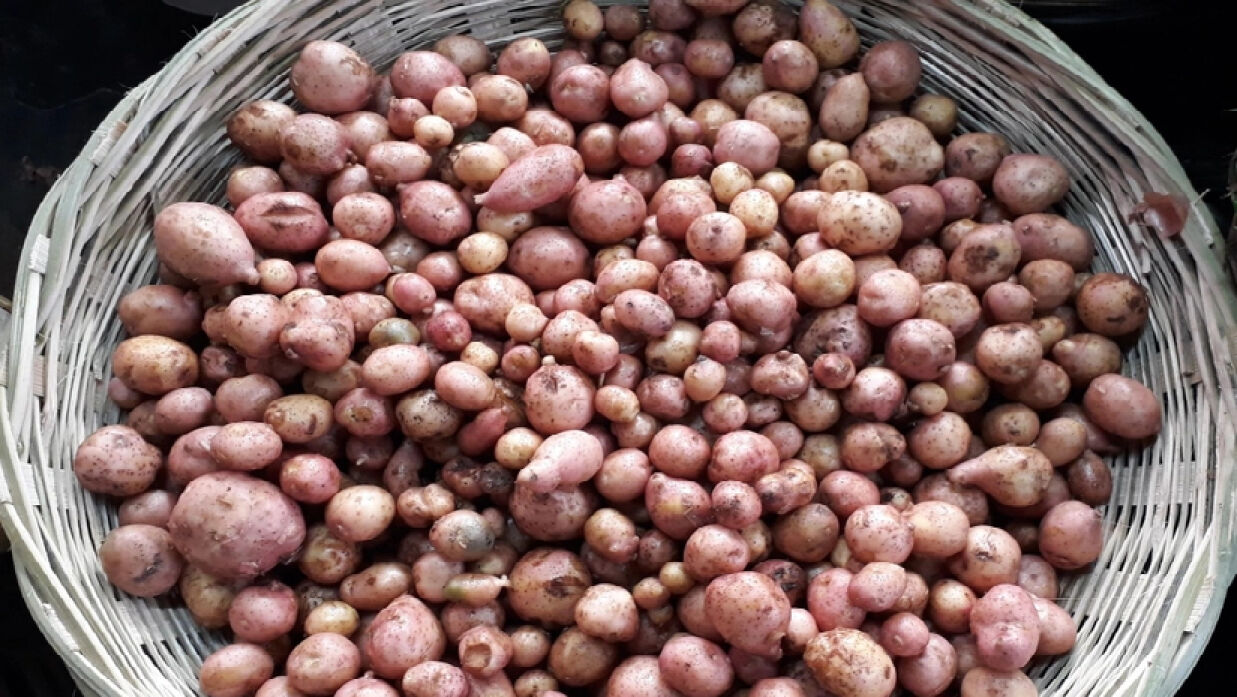 নতুন আলু