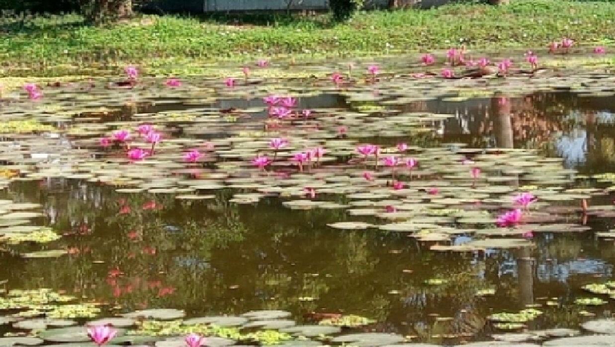 বিভিন্ন বিলে শাপলার সৌন্দর্য