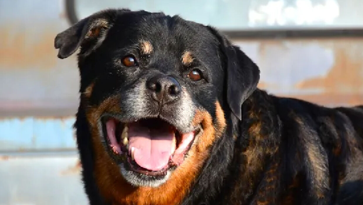 কুকুরকে নাগরিকত্ব দেওয়া হয় যে দেশে