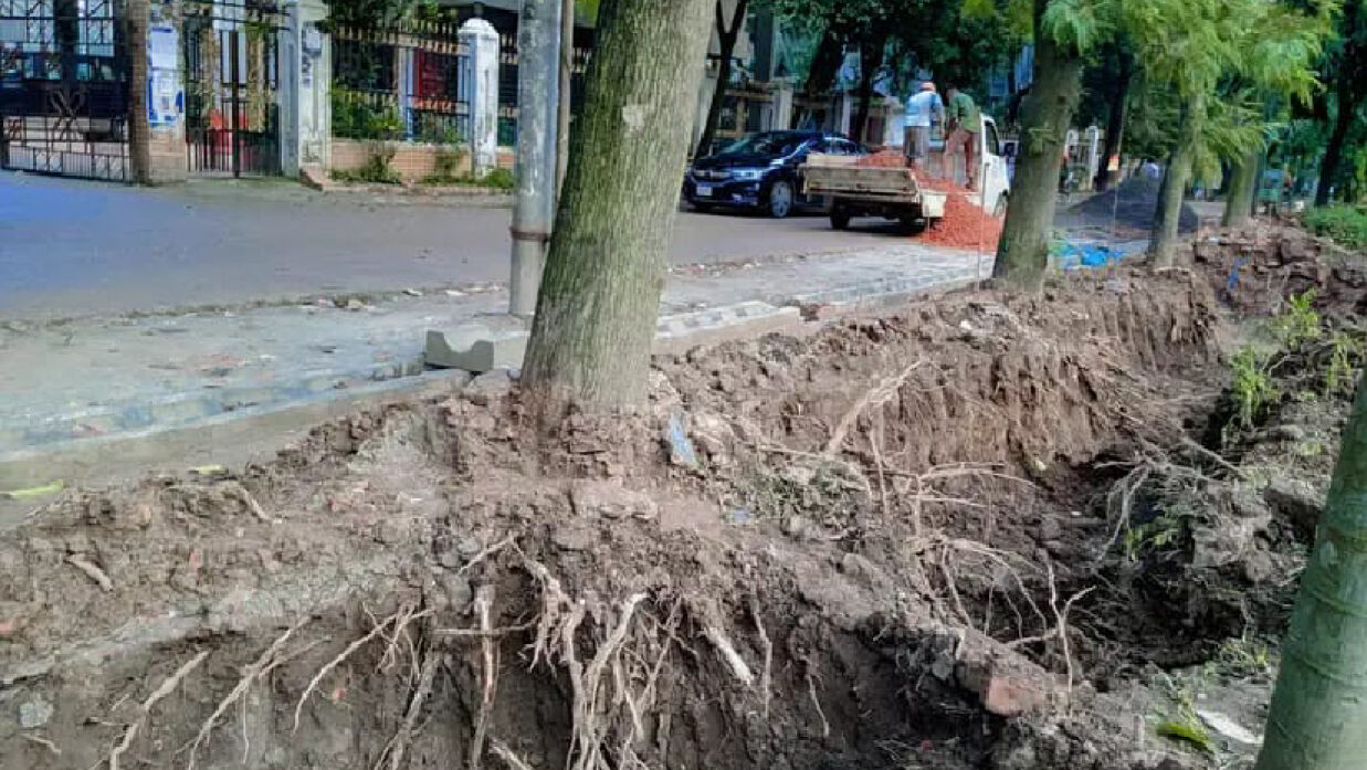 স্থাপনার নামে ধ্বংস সবুজায়ন, মল চত্বরে গাছের কান্না শোনে না কেউ