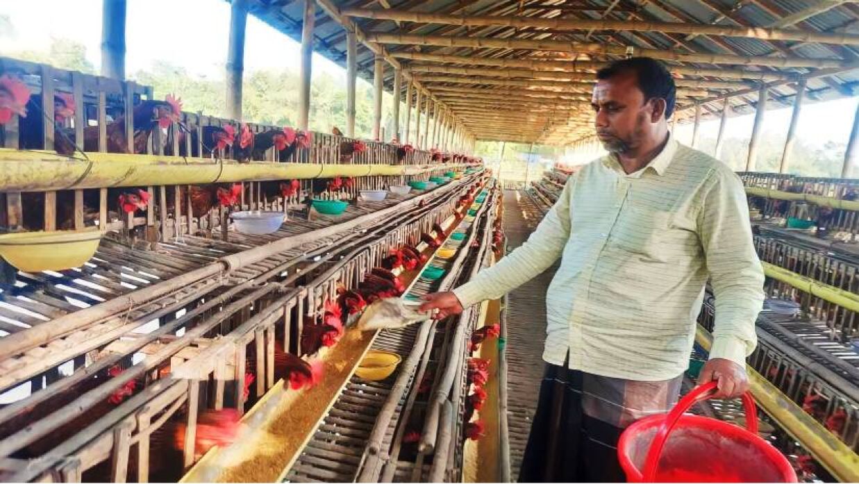 মুরগির খামারে জামাল হোসেন