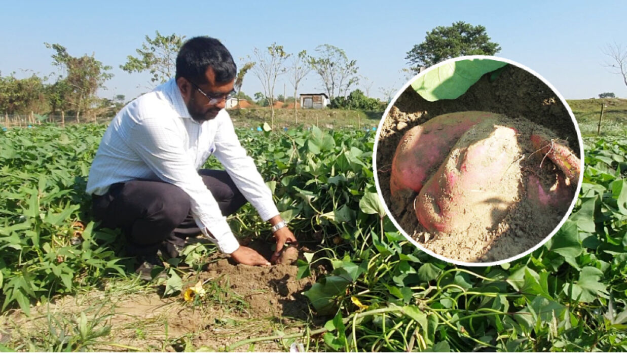 মিষ্টি আলু নিয়ে বাকৃবি অধ্যাপকের গবেষণা