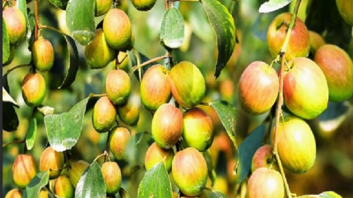 কুলের বাম্পার ফলন