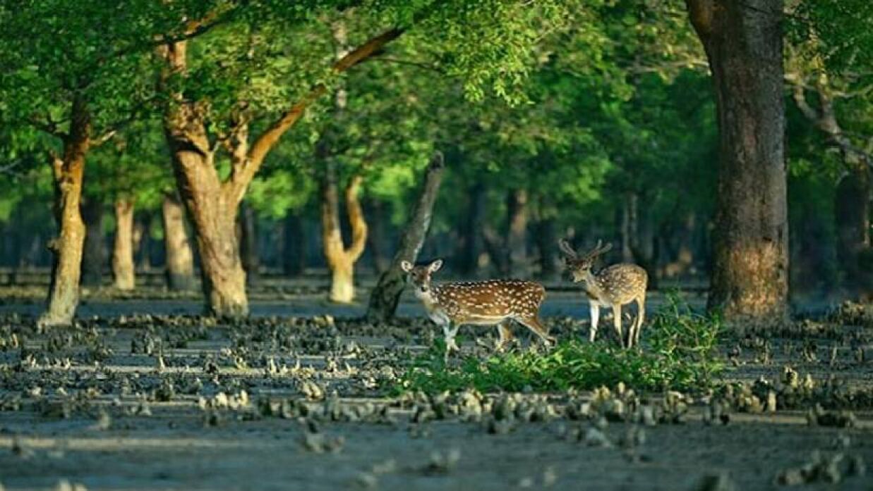 আজ সুন্দরবন দিবস