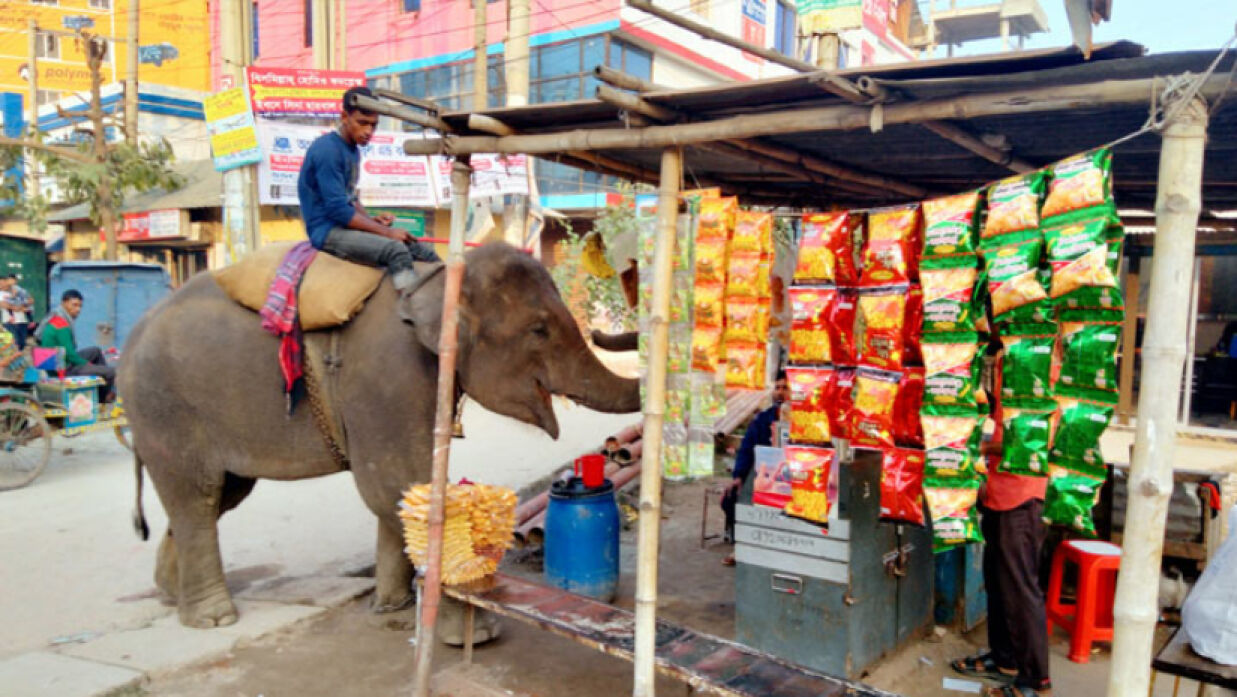 হাতি পালনের লাইসেন্স দেওয়া নিয়ে যে নির্দেশ হাইকোর্টের