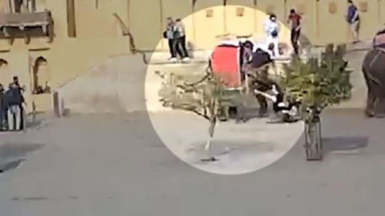 পর্যটককে শুঁড়ে তুলে ধরেছে হাতি