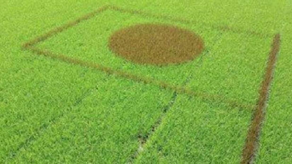 জাতীয় পতাকার আদলে ধানক্ষেত করে প্রশংসায় ভাসছেন শিক্ষক আবু জাফর