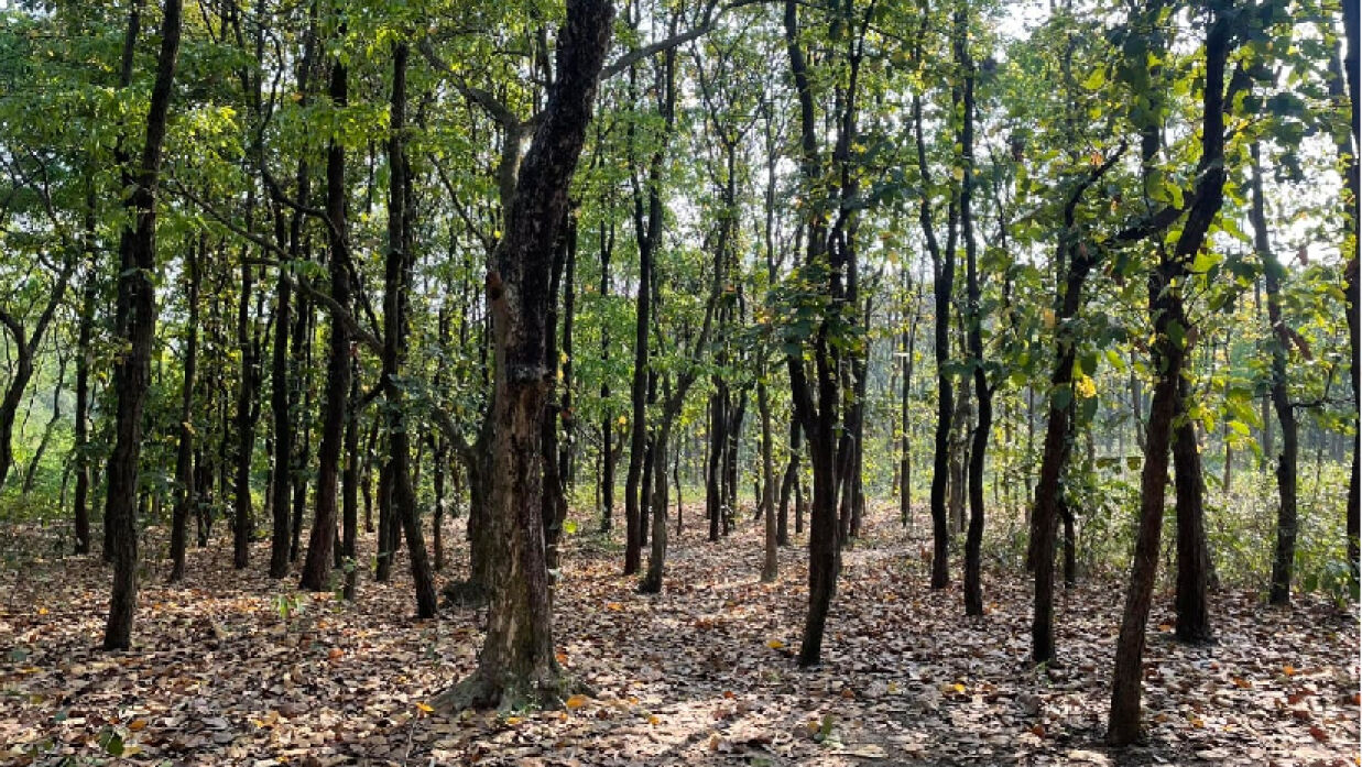 জাহাঙ্গীরনগর বিশ্ববিদ্যালয় (জাবি)