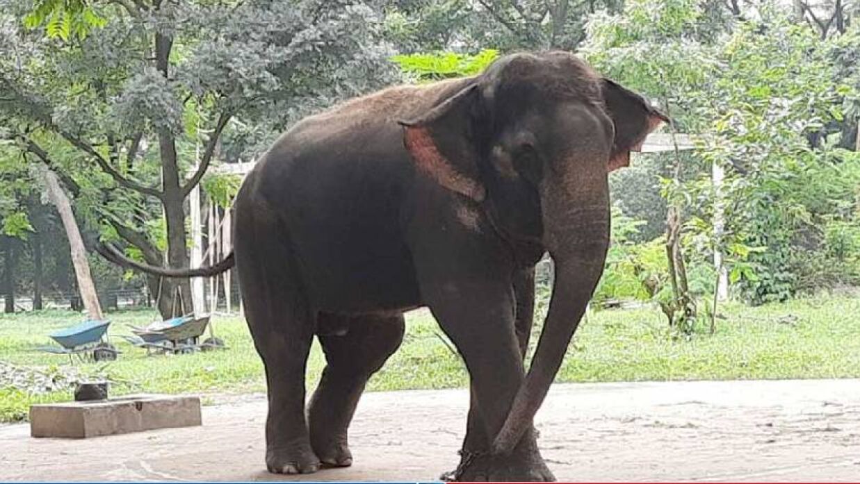 মিরপুর চিড়িয়াখানায় হাতির পায়ে পিষ্ট হয়ে প্রাণ গেল মাহুতের ছেলের