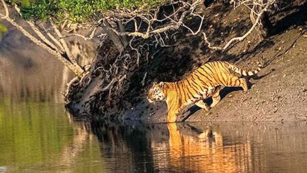 সুন্দরবনে মধু সংগ্রহে গিয়ে বাঘের থাবায় প্রাণ হারালেন বাচ্চু
