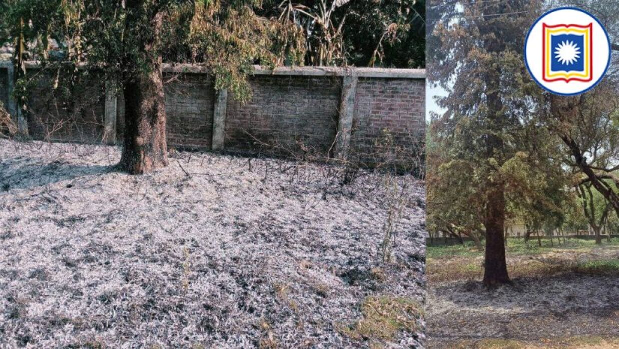 রাবি ক্যাম্পাসে আগুনে পুড়ে যাওয়া দু’টি গাছ