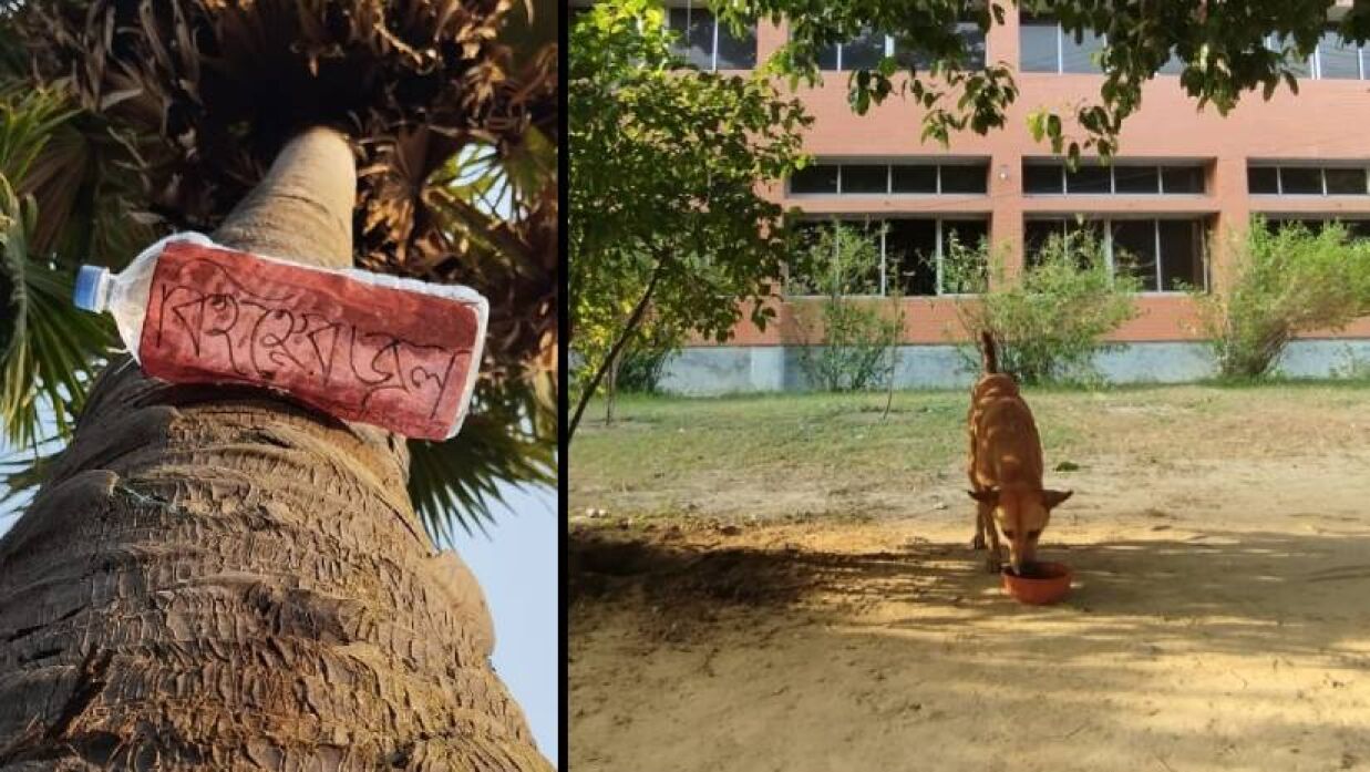 গণ বিশ্ববিদ্যালয়ে পশুপাখির জন্য খোলা পাত্রে পানির ব্যবস্থা
