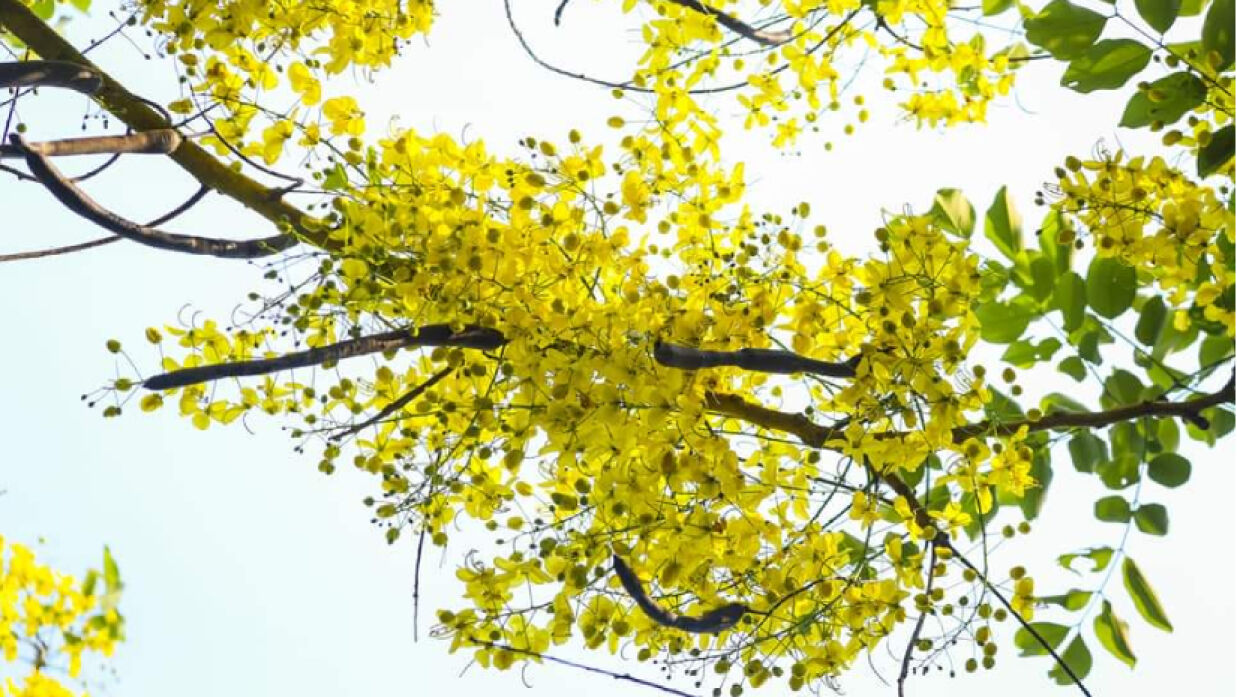 সোনালু-জারুলে সেজেছে বরিশাল বিশ্ববিদ্যালয় ক্যাম্পাস