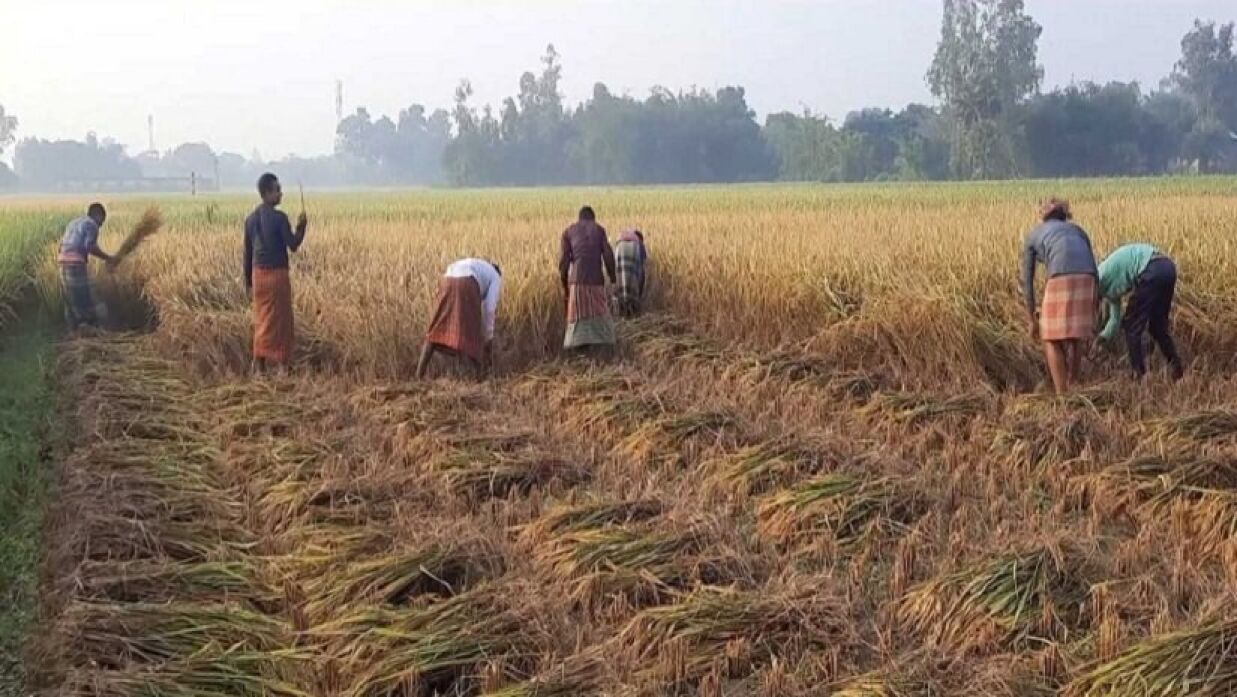 ধান কাটতে গিয়ে ‘হিটস্ট্রোকে’ শ্রমিকের মৃত্যু