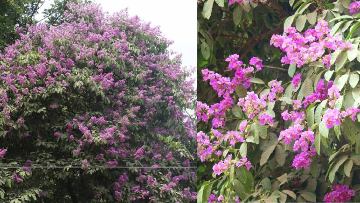 রাজশাহী বিশ্ববিদ্যালয়ে মুগ্ধতা ছড়াচ্ছে বেগুনি রানি জারুল ফুল