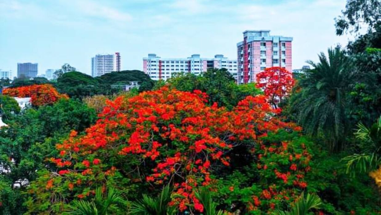 কৃষ্ণচূড়ার অপরূপ সাজে ঢাকা বিশ্ববিদ্যালয়