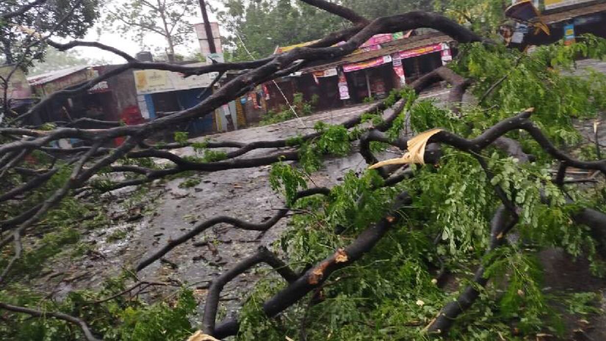 ঘূর্ণিঝড় রেমালের তাণ্ডবে ক্যাম্পাসের একাধিক গাছ উপড়ে যেতে গেছে