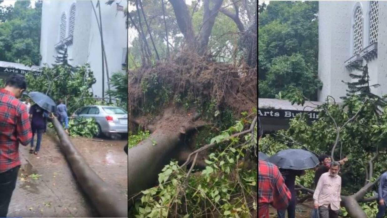 ঢাবির কলা ভবনের সামনে এভাবেই উপড়ে পড়েছে গাছটি