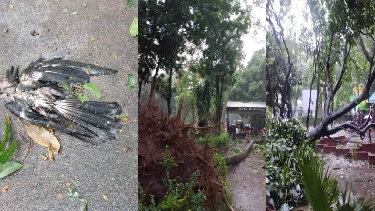 ঢাবিতে ‍উপড়ে পড়েছে গাছ, প্রাণ গেছে পাখির, তৈরি হয়েছে জলাবদ্ধতা