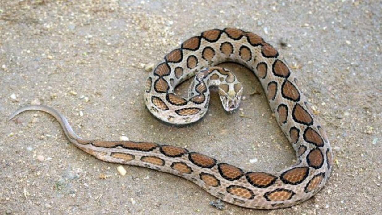 রাসেল’স ভাইপার