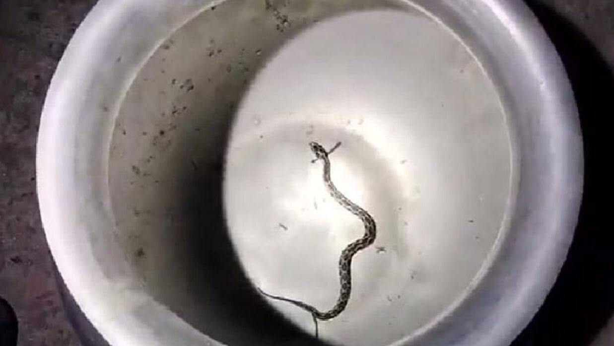 ৫০ হাজার টাকা পুরস্কারের আশায় জীবিত রাসেলস ভাইপার নিয়ে হাজির যুবক