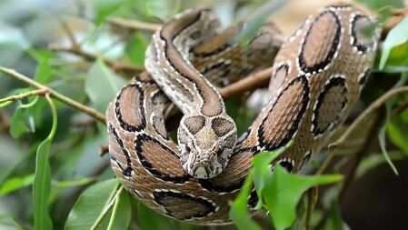 কীভাবে চিনবেন বিষধর সাপ, কামড়ালে যা করবেন 