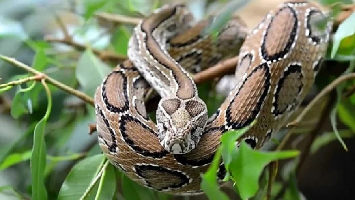 রাসেল’স ভাইপার বা চন্দ্রবোড়া সাপ