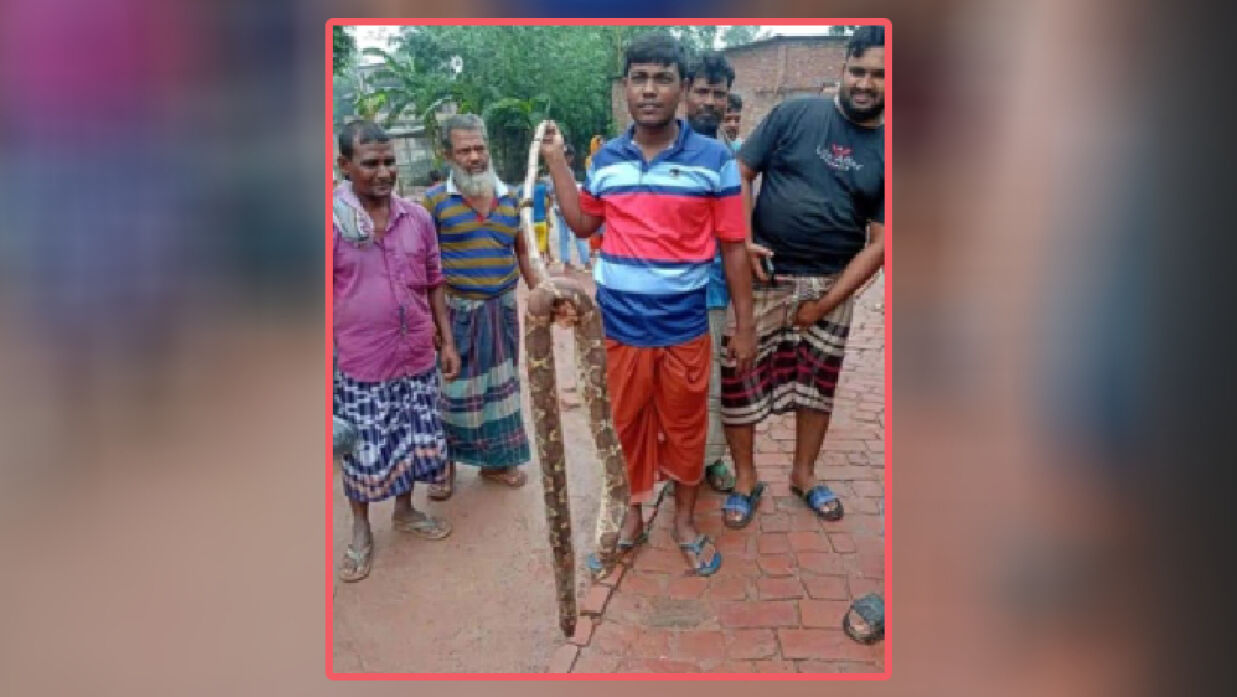 প্রাথমিক বিদ্যালয় থেকে উদ্ধার করা সাপ