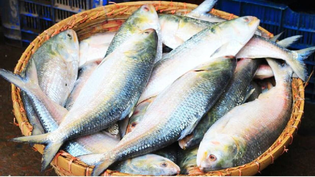 জাতীয় মাছ ইলিশ