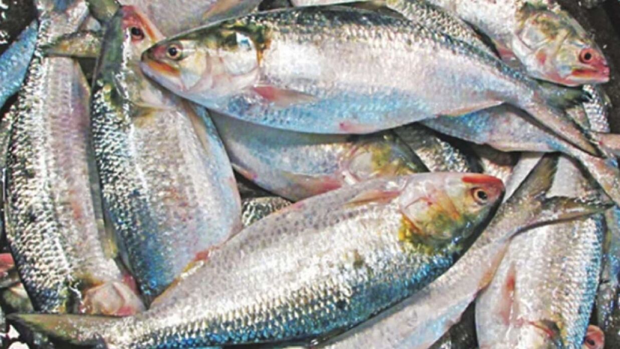 আসন্ন দুর্গাপূজায় ভারতে ৩ হাজার টন ইলিশ মাছ যাচ্ছে বাংলাদেশ থেকে