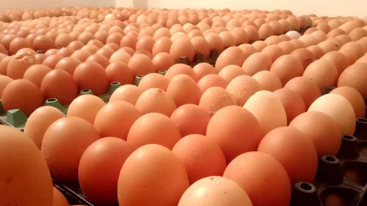 ডিমের নতুন দাম নির্ধারণ