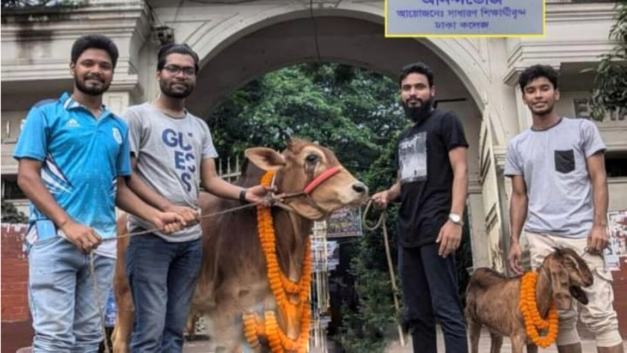 গরু ও ছাগল নিয়ে ঢাকা কলেজের শিক্ষার্থীরা
