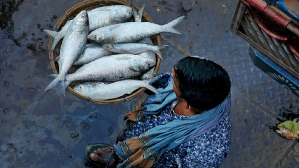 দাম কমবে ইলিশের, জানাল সরকার