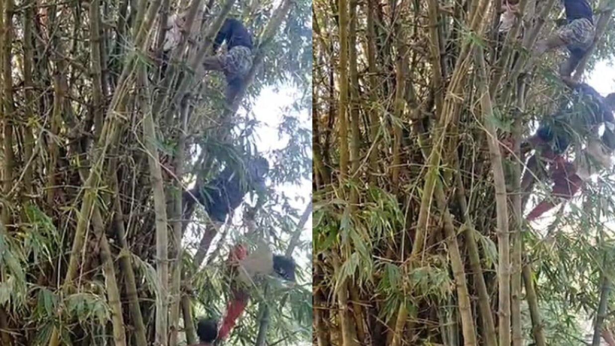 বাঁশঝাড়ের মাথায় উঠে পড়েন এক গৃহবধূ