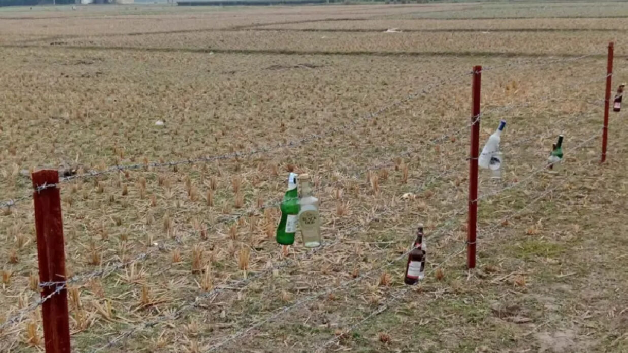 কাঁটাতারের বেড়ায় মদের খালি বোতল ঝুলিয়ে দিয়েছে বিএসএফ। লালমনিরহাট দহগ্রাম সীমান্ত-১৫ জানুয়ারি, ২০২৪।