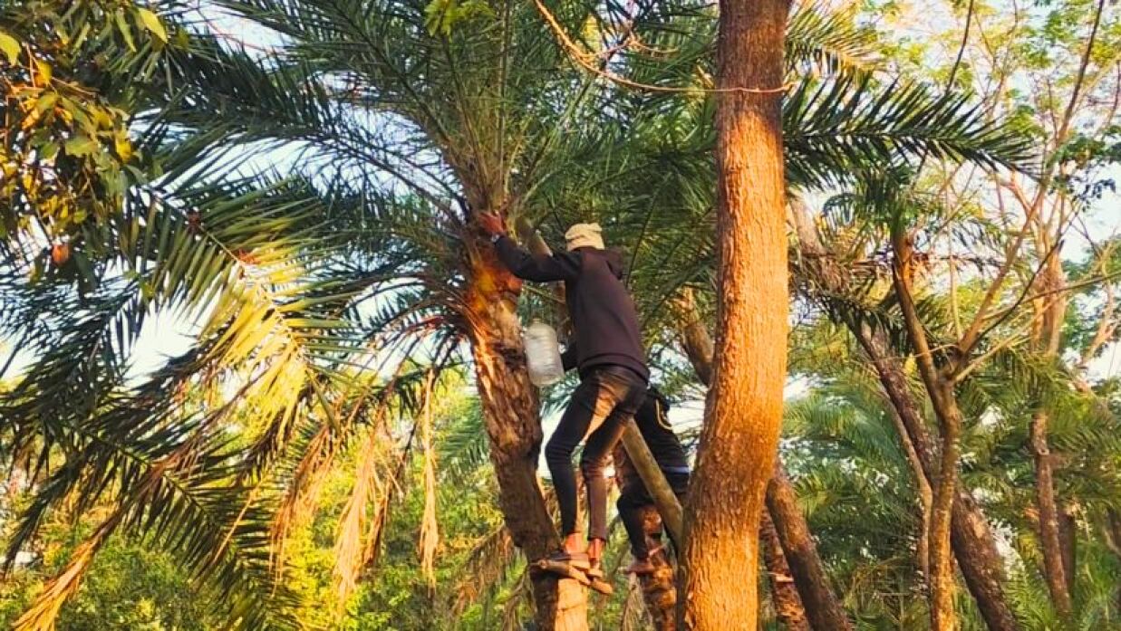 গাছ থেকে খেজুর রস নিচ্ছে