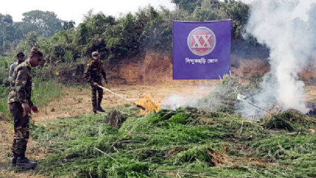 পাহাড়ে দুই একর জায়গায় গাঁজা চাষ, পুড়িয়ে দিল সেনাবাহিনী