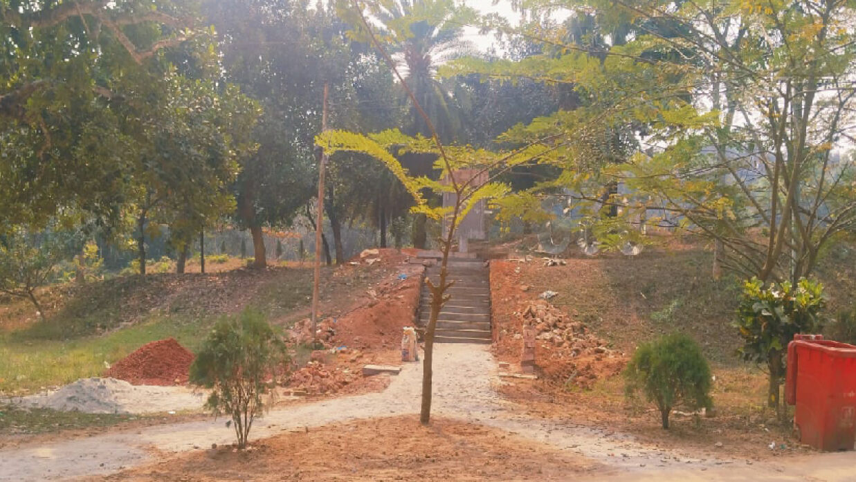 ক্যাসিয়া জাভানিকা