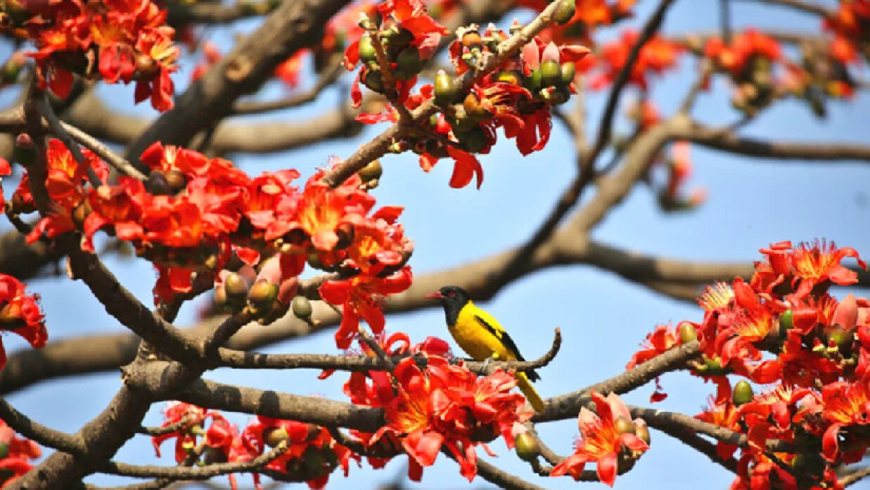 শিমুলের ডালে ডালে খেলা করছে হরেক জাতের পাখি