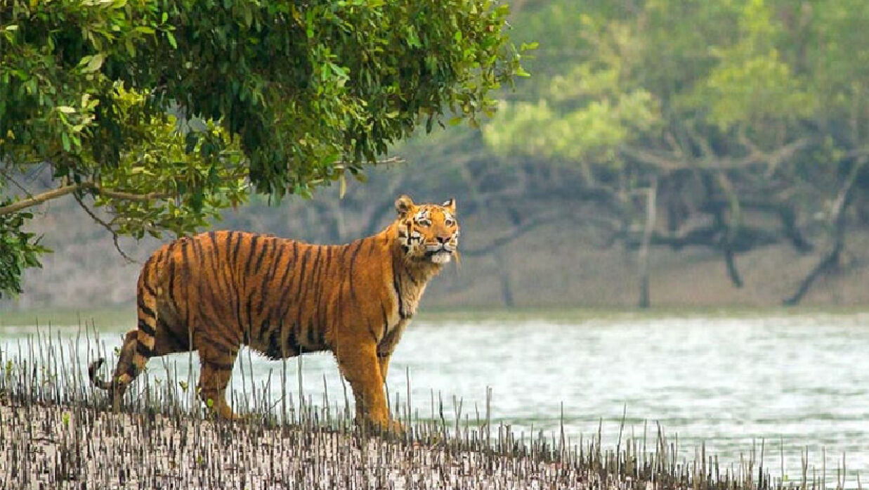 সুন্দরবনের রয়েল বেঙ্গল টাইগার