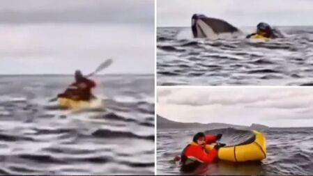 নৌকাসহ যুবককে গিলে ফেললো তিমি, অতঃপর...