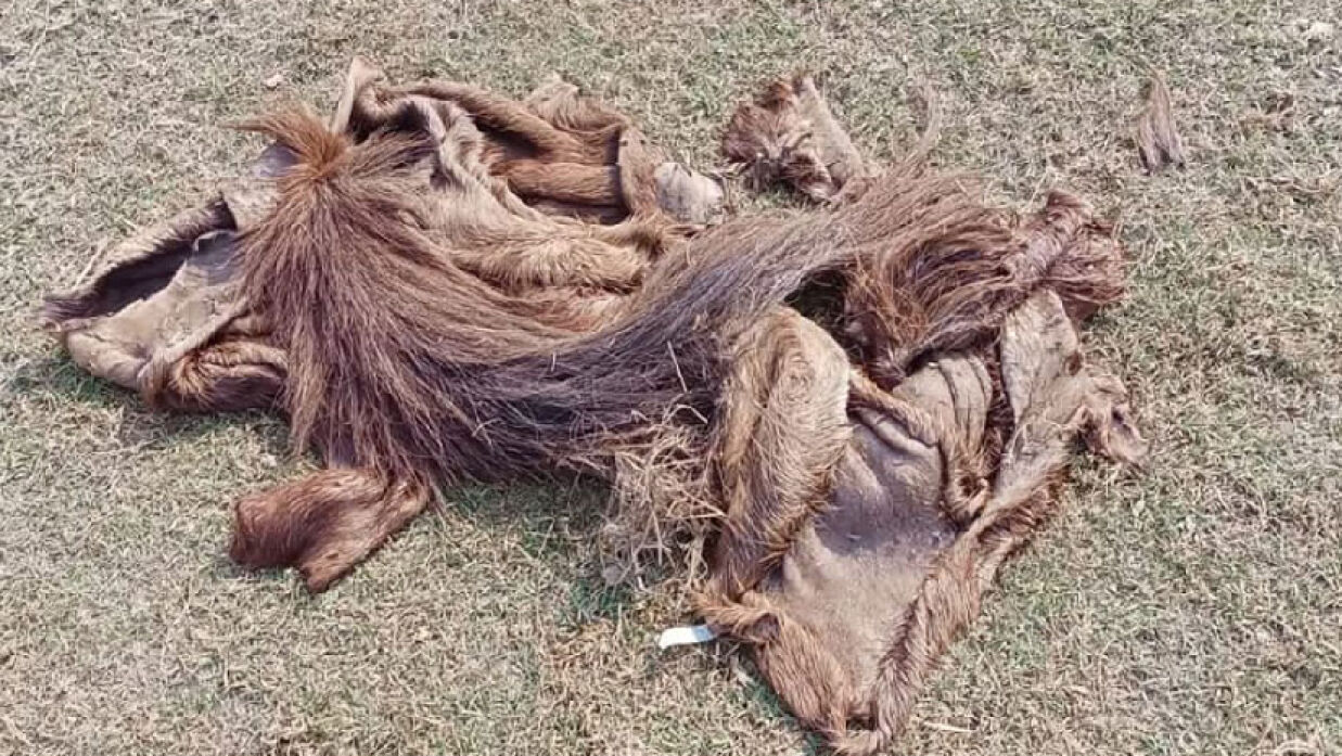 হাট গোপালপুর সরকারি প্রাথমিক বিদ্যালয়ের মাঠে পড়ে আছে ঘোড়ার চামড়া